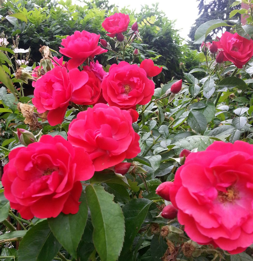  photo 20140720_103245-1_zpsw2afmrt6.jpg